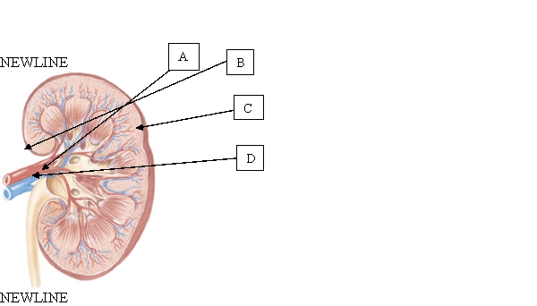 The nurse is performing a urinary system assessment and wishes to percuss at the right costovertebral angle. When assessing this location on the client, which area of the kidney is assessed?   A)  A. B)  B. C)  C. D)  D.