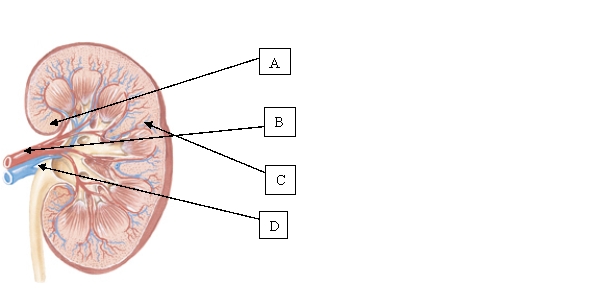 Which structure in the kidney is made up of pyramids and calyces, whose function is to collect urine and transport it into the renal pelvis?   A)  A. B)  B. C)  C. D)  D.