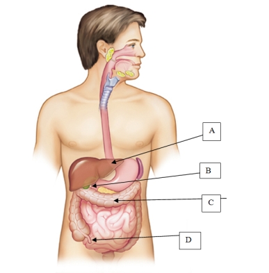 The nurse is preparing to perform an abdominal assessment. The client states,  Can you point to where my appendix is located?  Which location will the nurse point to when answering this client's question?   A)  A. B)  B. C)  C. D)  D.