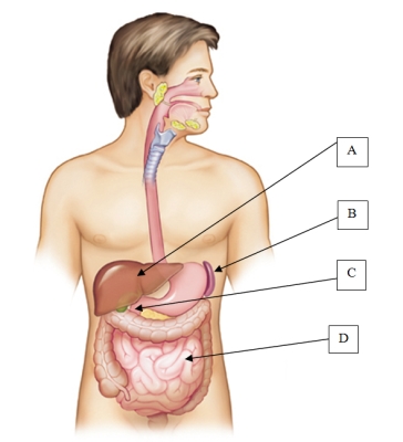 The nurse is speaking with the client during the focused interview. The client states,  My doctor said that my spleen was enlarged. Where is my spleen?  Which location will the nurse point to when answering this client's question?   A)  A. B)  B. C)  C. D)  D.