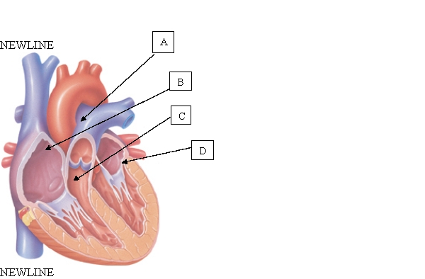 The client's healthcare provider determines that the client's left ventricle is functioning adequately. When teaching the client about the left ventricle, which location will the nurse include in the educational session?   A)  A. B)  B. C)  C. D)  D.