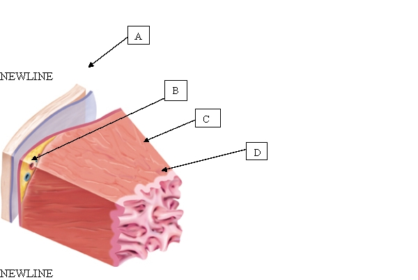 The client has a history of rheumatic fever. Which layer of the heart is at the greatest risk for damage due to infection?   A)  A. B)  B. C)  C. D)  D.