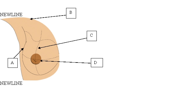 The nurse is preparing a poster on self-breast examination and is labeling the anatomical structures of the breast. Which location will the nurse use to identify the tail of Spence?   A)  A. B)  B. C)  C. D)  D.