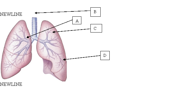 The client aspirated a pea during a meal. The healthcare provider notes that the pea is located in the bronchus. When educating the client regarding the location of the pea, which is the correct location for the nurse to use?   A)  A. B)  B. C)  C. D)  D.