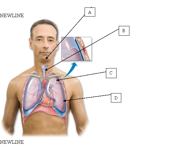 The nurse is preparing to auscultate the client's chest. Where will the nurse place the stethoscope to auscultate tracheal breath sounds?   A)  A. B)  B. C)  C. D)  D.