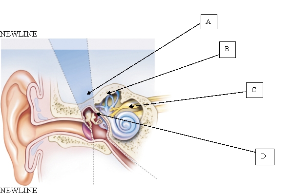 A client who is having difficulty maintaining equilibrium is unable to ambulate without pushing a wheelchair or using a walker. Which part of the ear is not functioning completely based on this assessment data?   A)  A. B)  B. C)  C. D)  D.