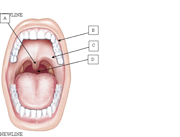Which structure separates the vestibule from the mouth?   A)  A. B)  B. C)  C. D)  D.