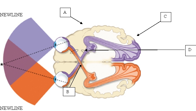 The client requests information about where visual information is processed within the brain. When teaching the client about this process, which portion of the brain will the nurse point out?   A)  A. B)  B. C)  C. D)  D.