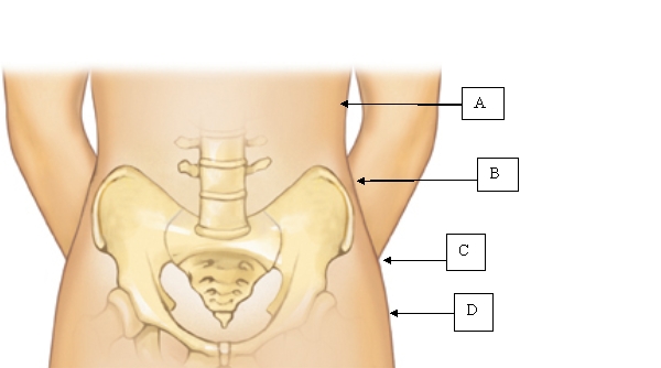 The nurse is using waist circumference to assess overnutrition in an adult female. Which is the correct placement for the measurement tape?   A)  A. B)  B. C)  C. D)  D.