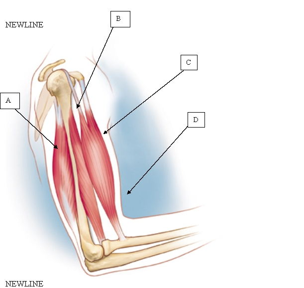 The nurse is preparing to assess a client's tricep skinfold measurement. Which location is appropriate for the nurse to use during this assessment?   A)  A. B)  B. C)  C. D)  D.