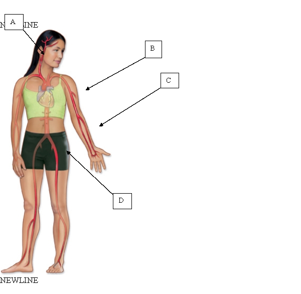 The nurse is assessing a client's left brachial pulse. Which area will the nurse palpate to assess this pulse?   A)  A. B)  B. C)  C. D)  D.