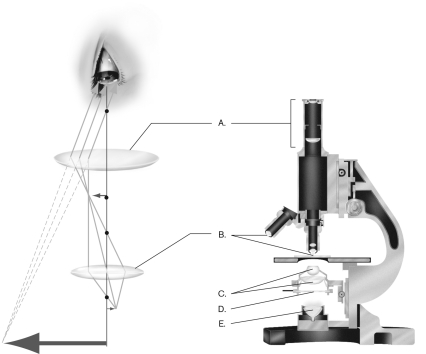 <strong>Label the condenser in the figure below.  </strong> A) A B) B C) C D) D E) E <div style=padding-top: 35px> 