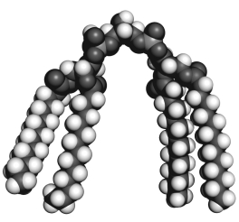 The molecule shown below is ________ and may play a role in ________.   A)  phosphatidylethanolamine; heat response B)  cardiolipin; heat response C)  phosphatidylglycerol; heat response. D)  cardiolipin; starvation E)  phosphatidylglycerol; heat response