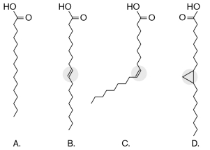 In the figure below, which of the four fatty acids adds fluidity to a membrane, and what type of bond allows this to happen?   A)  A; saturated bond B)  B; trans C)  B; cis D)  C; cis E)  D; double