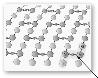 The structure shown below is found in the ________ of some bacteria and the larger molecules are connected by the ________ cross-link shown at the arrow.   A)  cell wall; sugar B)  cell membrane; peptide C)  cell membrane; sugar D)  cell wall; peptide E)  nucleoid membrane; peptide