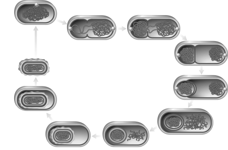 The figure below represents what type of differentiation?    A)  heterocyst formation B)  budding C)  sporulation D)  fruiting body formation E)  filamentation