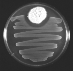 What is depicted in the following figure?   A)  Antibiotic production has inhibited bacterial growth. B)  A bacteriophage has preyed on the bacterial colonies. C)  Weak acid production has inhibited bacterial growth. D)  A biofilm has become resistant to disinfectants. E)  Starving cells have undergone programmed cell death.