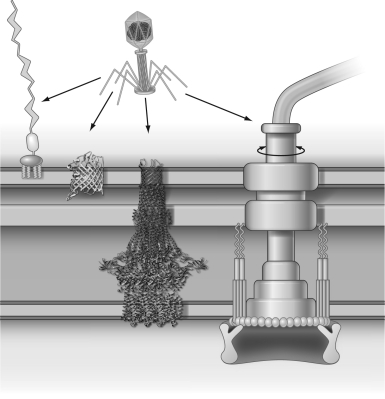 Name the different types of receptors shown in the figure below.   