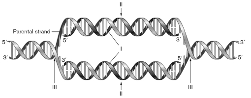 In the figure below, which models DNA semiconservative replication, the numeral I points to ________, II points to ________, and III points to _______.   A)  origin of replication; new daughter strands; replication fork B)  termination sequences; replication fork; new daughter strands C)  replication fork; new daughter strands; origin D)  new daughter strands; termination sequences; replication fork E)  new daughter strands; origin; replication fork