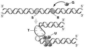 In the figure below, which depicts the activation step in bacterial DNA replication, the letter Q points to ________, and the letters R and S point to ________, respectively.   A)  DnaA-ATP proteins; 9-mer repeats within oriC and 13-mer sequences B)  Primase; oriC and 13-mer repeats C)  SeqA protein; 13-mer repeats and 9-mer basepairs within oriC D)  DamA methylase; 9-mer repeats within oriC and 13-mer repeats E)  gyrase; 13-mer repeats and 9-mer sequences within oriC