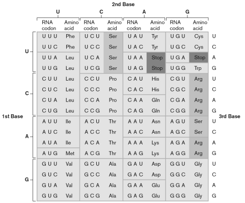 Using the genetic code shown below, find the correct start and stop codons. Which of the following peptides might this message code for?   5'-GAGUUAUGCACGGGUUCUAUGUGUAG-3' A)  GLU-LEU-CYS-MET-GLY-SER-MET-CYS B)  MET-GLY-SER-MET-CYS C)  MET-HIS-GLY-PHE-TYR-VAL D)  MET-CYS-ILE-LEU-GLY-THR-TYR E)  ASP-VAL-TYR-LEU-GLY-TYR-VAL-LEU