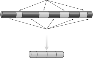 The figure below shows a diagram of a DNA and a process. This microorganism is a(n)  ________, and the process being diagrammed is ________.   A)  archaea; exon removal B)  bacteria; splicing C)  eukaryote; splicing D)  bacteria; exon removal E)  eukaryote; exon removal