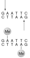 In the figure shown below, the role of the -Me groups on the second sequence is that the methyl groups   A)  direct an enzyme to cut at those sequences. B)  signal that the DNA is not foreign and thus it should not be cut. C)  signal for a transposon to excise itself. D)  signal for the sequence to be incorporated in CRISPR. E)  serve as a sequence for specialized transduction.