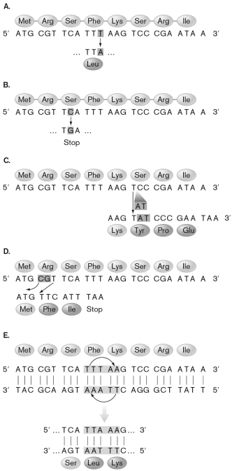 In the figure below, which type(s)  of mutation(s)  is/are introducing frameshifts?   A)  A and B B)  C and D C)  D and E D)  A, B, and C E)  only D