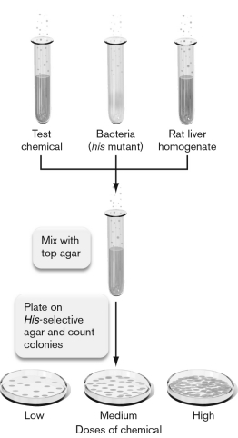 The experiment outlined below is a/an ________ test. The role of the rat liver homogenate is to ________.   A)  pathogenicity; provide growth factors such as amino acids that the pathogen may require B)  pathogenicity; chemically modify the test chemical C)  Ames; control for spontaneous mutations D)  Ames; provide growth factors such as amino acids that the pathogen may require E)  Ames; chemically modify the test chemical