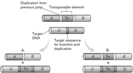 In the figure shown below, product A is the result of ________ and product B is the result of ________.   A)  vertical gene transfer; horizontal gene transfer B)  nonreplicative transposition; replicative transposition C)  nonhomologous recombination; homologous recombination D)  missense mutation; nonsense mutation E)  generalized transduction; specialized transduction