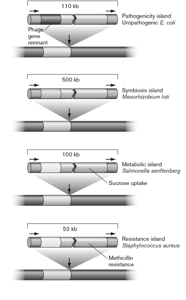 The figure shown below diagrams a variety of genomic islands. What characteristics do these islands in the diagram share?   A)  They code for pathogenicity. B)  They are coded on transposons. C)  They have a GC content similar to the rest of the genome. D)  They encode type II secretion systems. E)  They have direct repeats and mostly insert near a tRNA gene.