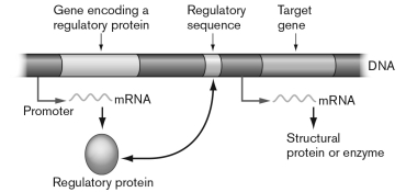 The figure below shows a regulatory being produced on the left. Based on the information in the figure, this protein must function in which of the following ways?   A)  When glucose binds to it, the protein binds to the regulatory sequence and prevents transcription of the target gene. B)  This protein must influence a hairpin sequence and thus fine tunes the operon. C)  In the presence of the end product of the operon, this protein will bind to the regulatory region and acts as an activator. D)  When a ligand is or is not bound, this protein may act as either an activator or repressor. E)  This protein would not have an effect on transcription of the target gene.
