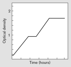 A bacterial growth curve is presented below. The curve represents ________ growth, which is caused by the ________.   A)  binary; addition of more growth media after the fulture reaches stationary phase B)  diauxic; addition of more growth media after the fulture reaches stationary phase C)  binary; addition of a needed vitamin after it runs out D)  diauxic; addition of a needed vitamin after it runs out E)  diauxic; growth on two carbon sources resulting in a lag after the preferred substrate is depleted; new genes are then induced and growth resumes