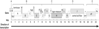 The figure below shows a partial map (0 to about 22 kbp)  of the lambda DNA genome. Which gene or gene set is mislabeled?   A)  A-lysis/lysogeny switch B)  B-head C)  C-tail D)  D-tail tip E)  E-tail fibers