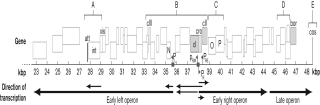 The figure below shows a partial map of the lambda DNA genome (23-48 kb) . The early left and right operons as well as the late operon are indicated. Which gene or gene set is mislabeled?   A)  A-integration to host chromosome B)  B-lysis/lysogeny switch C)  C-DNA replication D)  D-lysis E)  E-terminase