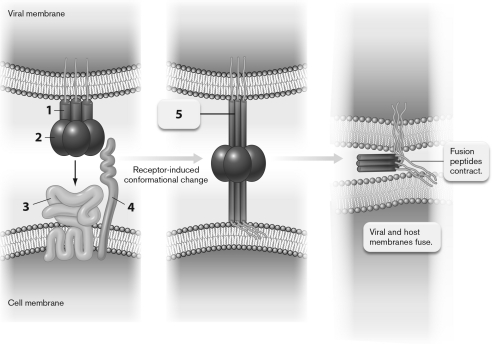 The figure below shows the structures involved in attachment of HIV to a host cell. The protein gp120 is represented by the number ________; CCR5 is indicated by ________ and CD4 by ________.   A)  1; 2; 3 B)  2; 3; 4 C)  3; 1; 2 D)  4; 1; 2 E)  5; 3; 4