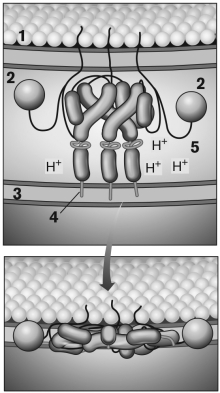 Use the figure below to describe the events leading to the fusion between influenza virus A and host membranes. What structures are indicated by the numbers?   