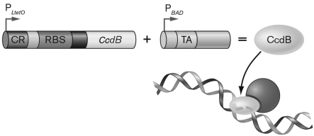 The figure below depicts a  kill switch  or suicide module designed to eliminate an organism at a predetermined point, namely once the microorganism's function is accomplished. Explain how this kill switch can be regulated to prevent the untimely death of a microorganism harboring it.   