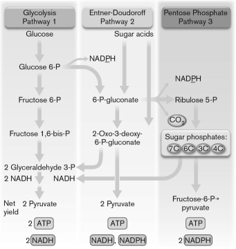 The figure shown below diagrams three pathways for the metabolism of glucose. Pathway ________ is most likely to be used for biosynthesis because it can be used to ________.   A)  1; generate glucose B)  2; make carbon backbones of many lengths C)  3; make carbon backbones of many lengths D)  1; make carbon backbones of many lengths E)  3; generate glucose