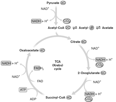 <strong>Which of the diagrammed molecules is a global signal of nutritional status?  </strong> A) pyruvate B) 2-oxoglutarate C) oxaloacetate D) acetyl-CoA E) acetyl-P <div style=padding-top: 35px> 