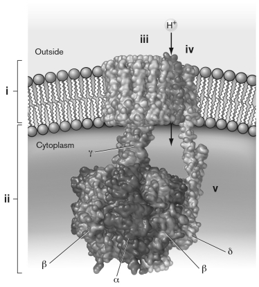 The diagram below shows the structure of the universal FₒF₁ synthase. Which of the following FALSELY labels the figure?   A)  i)  Fo subunit B)  ii)  F1 subunit C)  iii)  catalytic subunit D)  iv)  subunit a E)  v)  subunit b