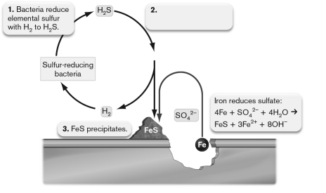 <strong>The figure below shows anaerobic corrosion of a piece of steel accelerated by the action of anaerobic microorganisms. What should be on label 2? </strong> A) Elemental sulfur and iron directly react to produce FeS. B) Iron reduces C) Acid rain is produced: D) Acid rain is produced: E) Acid rain is produced: