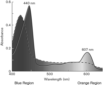 The figure below represents absorbance spectra of a cytochrome from the membrane of the archaeon Haloferax volcanii. The spectrum from the reduced form is represented by a continuous line and the oxidized form by a dashed line. Describe the differences between the spectra and which wavelength you would use to study the redox reactions of this cytochrome.