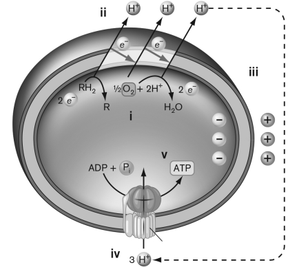 Use the figure below to describe Peter Mitchell's chemiosmotic model for coupling the electron transfer system with ATP synthesis.   
