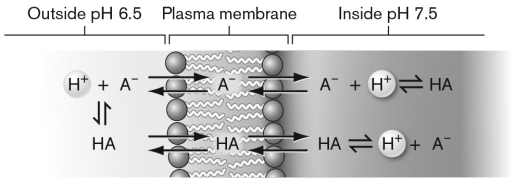 Use the figure below to describe how an uncoupler functions. Can an uncoupler be used as an antibiotic to treat bacterial infections?   