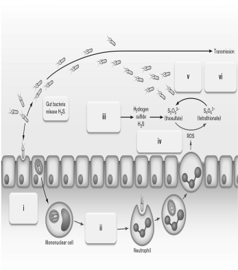 Use the figure below to describe Salmonella enterica respiration on tetrathionate. What is the advantage of using this anaerobic respiratory mechanism?