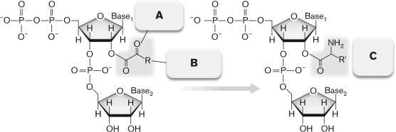 Refer to the figure below and briefly discuss the possible origin of the genetic code.   