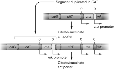 Use the figure below to describe the appearance of the Cit⁺ mutation in Escherichia coli during the Long-Term Evolution Experiment (LTEE).   