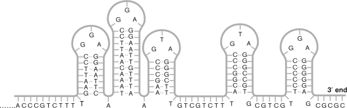 The type of telomere pictured below is found in   A)  rickettsias and mitochondria. B)  cyanobacteria and chloroplasts. C)  Streptomyces. D)  Planctomycetes. E)  Deinococcus-Thermus.