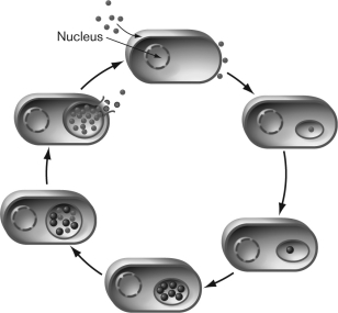 Which of the following statements is NOT correct regarding the life cycle of Chlamydia?   A)  Elementary bodies are taken up by the host cells via endocytosis. B)  Reticulate bodies differentiate from elementary bodies outside the host cell. C)  A reticulate body may persist in the host cell for long periods. D)  Reticulate bodies replicate and develop into elementary bodies. E)  Elementary bodies are metabolically inert with a compacted chromosome, resembling spores.